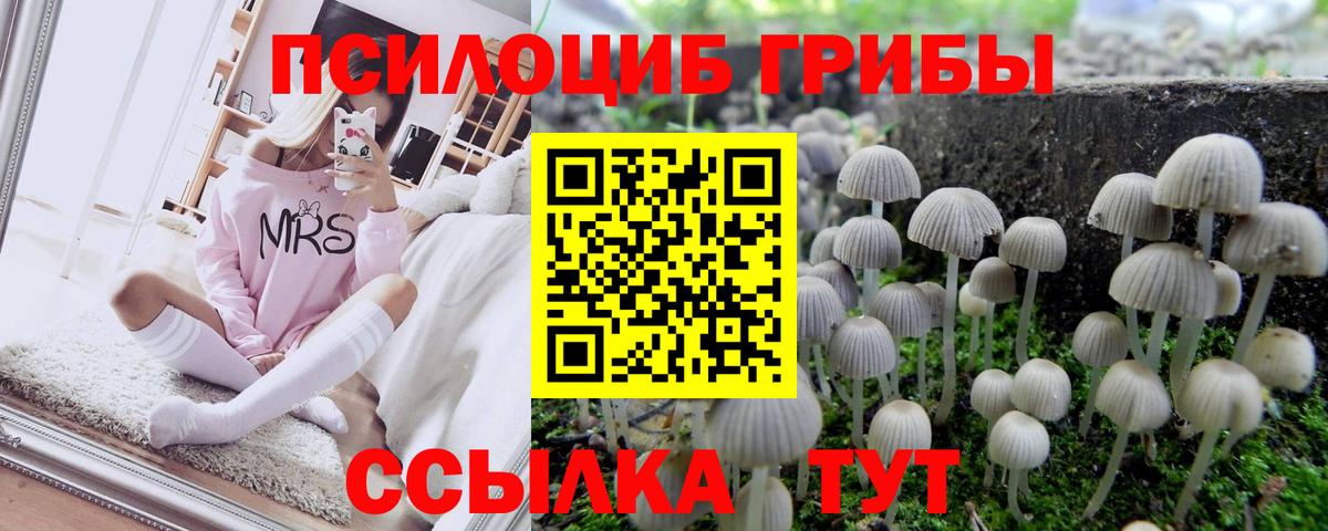 Псилоцибиновые грибы Psilocybe Донской